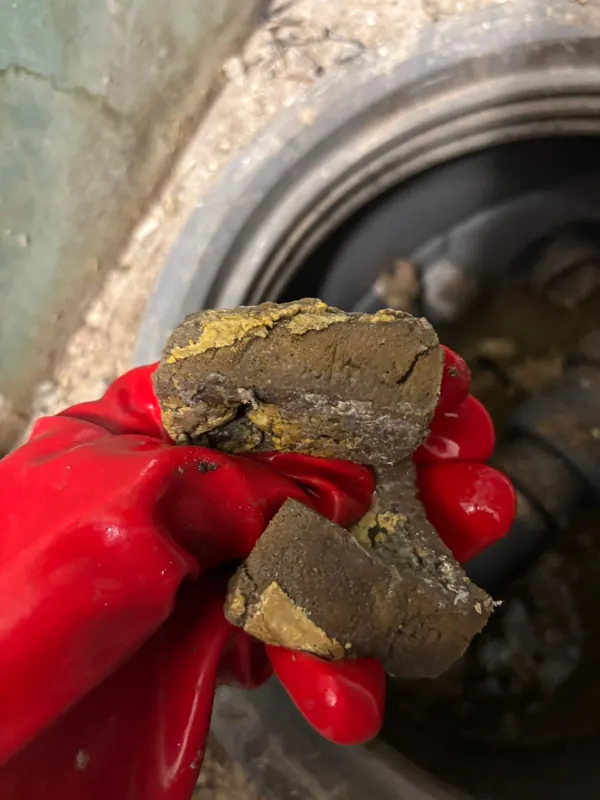 Blocs de graisse durcie sortis d'une canalisation, tenus dans un gant, débouchage Torcy