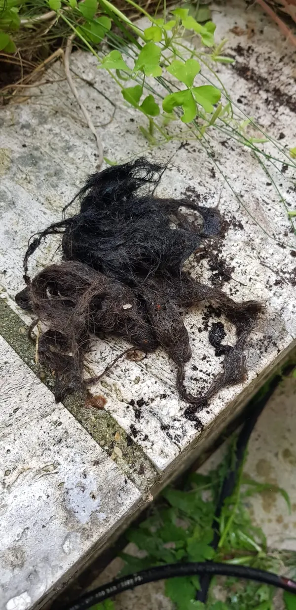 Chevelu de racines sorti d'une canalisation extérieure après débouchage